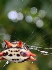 Gasteracantha cancriformis