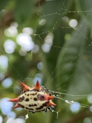 Gasteracantha cancriformis
