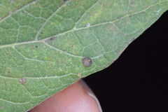 Celticecis capsularis