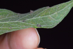 Celticecis capsularis