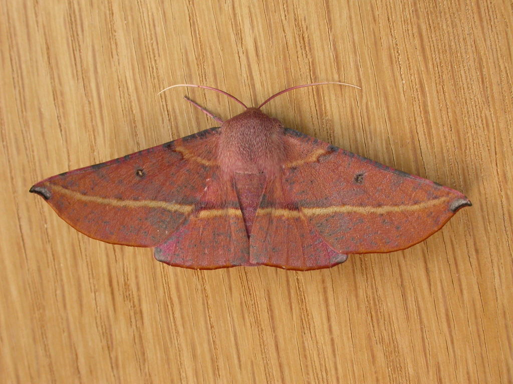 White Cedar Moth (Erebidae Moths of SW Australia) · iNaturalist