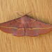 Pink-bellied Moth - Photo (c) Donald Hobern, some rights reserved (CC BY)