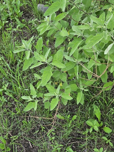 Zaluzania augusta, photograph 2