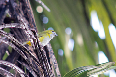 Euphonia chrysopasta