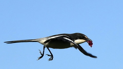 Southern Fiscal photo 3