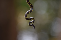 Lycodon travancoricus