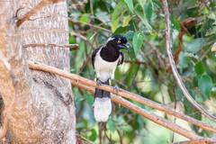 Cyanocorax cyanopogon