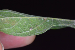 Celticecis cupiformis