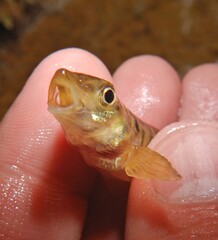 Chesapeake Logperch photo 3