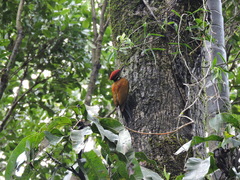 Chrysocolaptes guttacristatus