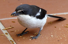 Southern Fiscal photo 6