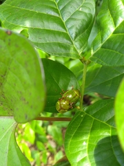 Platyphora dejeani