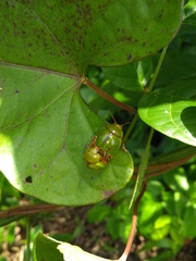 Platyphora dejeani