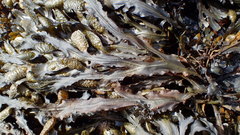 Fucus guiryi