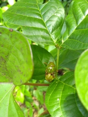Platyphora dejeani