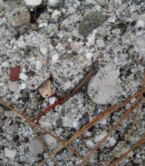 Ablepharus anatolicus