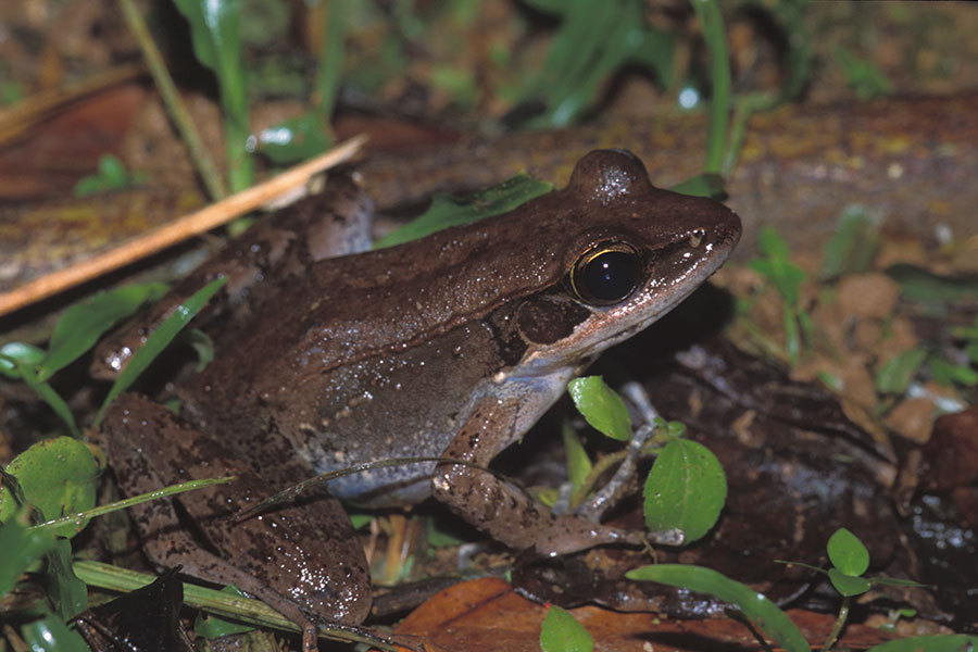 Australian wood frog