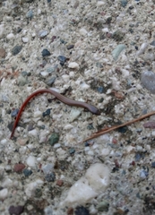 Ablepharus anatolicus