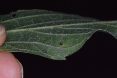 Celticecis cupiformis