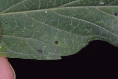 Celticecis cupiformis