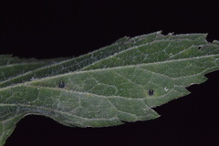 Celticecis cupiformis