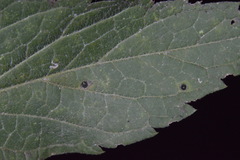 Celticecis cupiformis