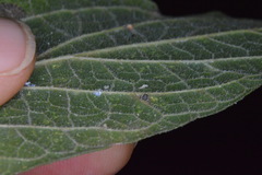 Celticecis cupiformis