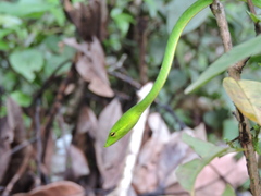 Ahaetulla farnsworthi