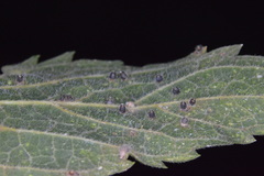 Celticecis cupiformis