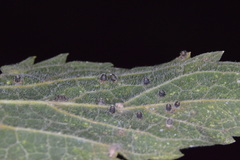 Celticecis cupiformis