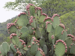 Opuntia pilifera