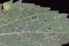 Celticecis cupiformis