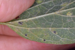 Celticecis cupiformis