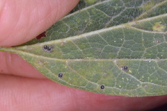 Celticecis cupiformis