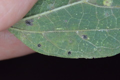 Celticecis cupiformis