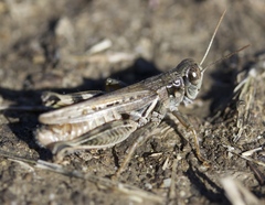 Melanoplus devastator