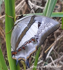 Polyura schreiber