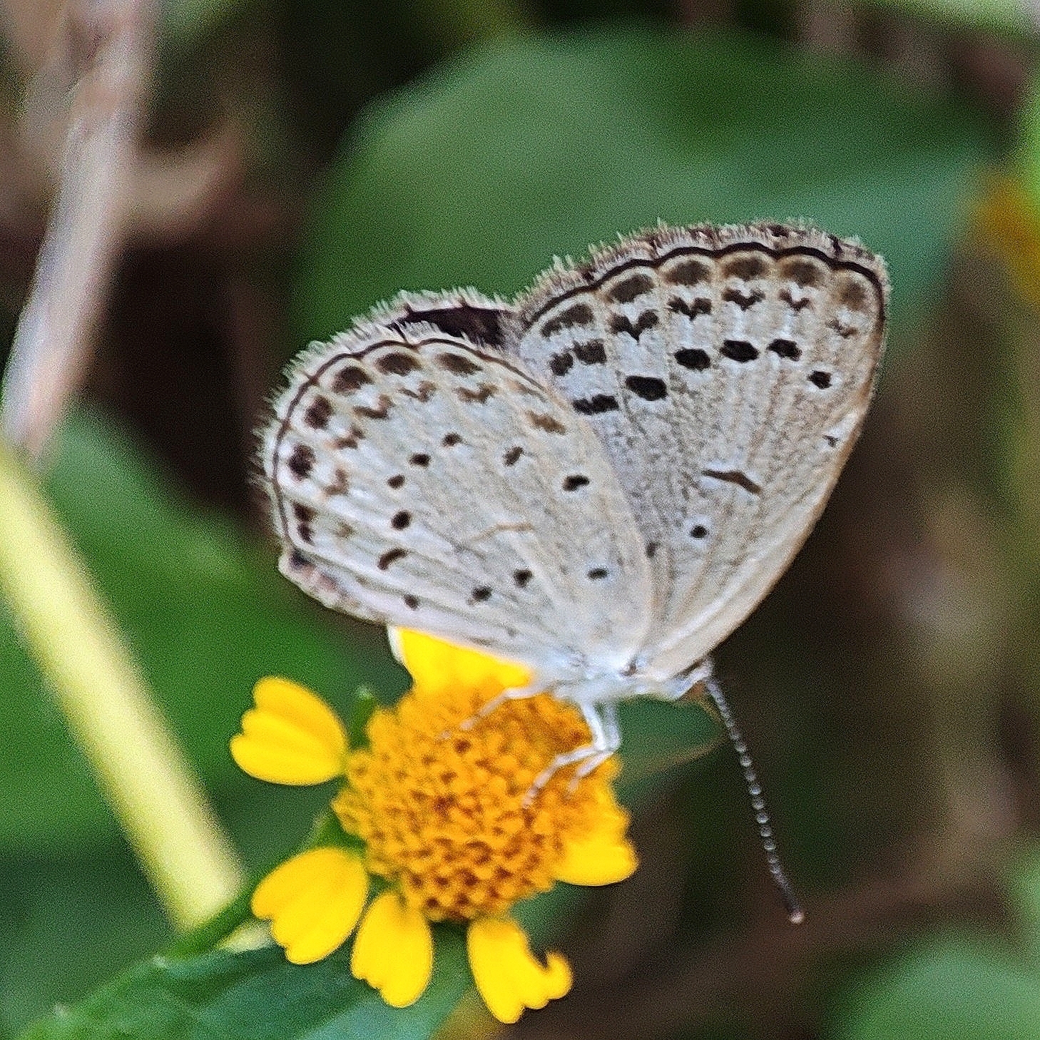 Pale Grass Blue