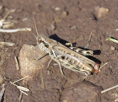 Melanoplus devastator