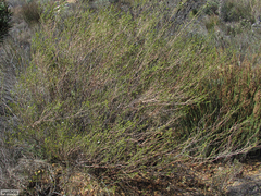 Euchaetis elsieae