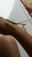 Stagmatoptera binotata