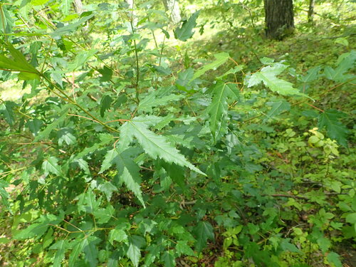 Acer ginnala iNat (1)