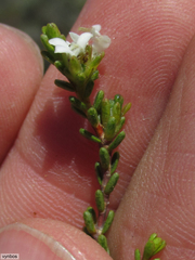 Euchaetis elsieae