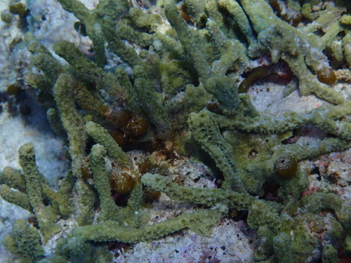 Ircinia ramosa observed 2025-07-06