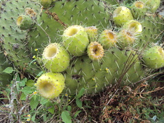 Opuntia huajuapensis