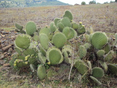 Opuntia huajuapensis