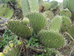 Opuntia huajuapensis