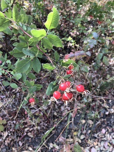 iNaturalist observation photo of California Wild Rose