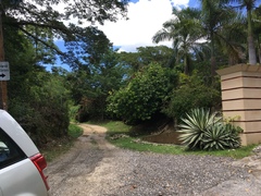 Agave angustifolia