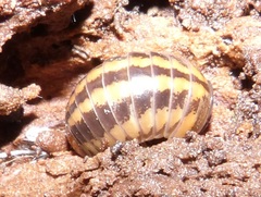 Glomeris connexa